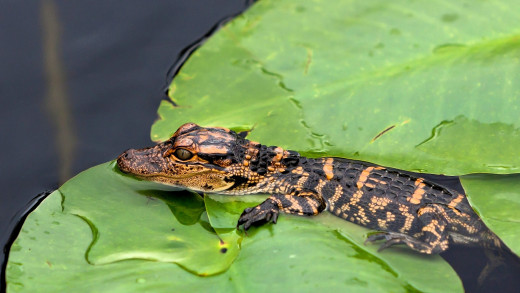 �1753011 �������(a): ����������:2560x1440